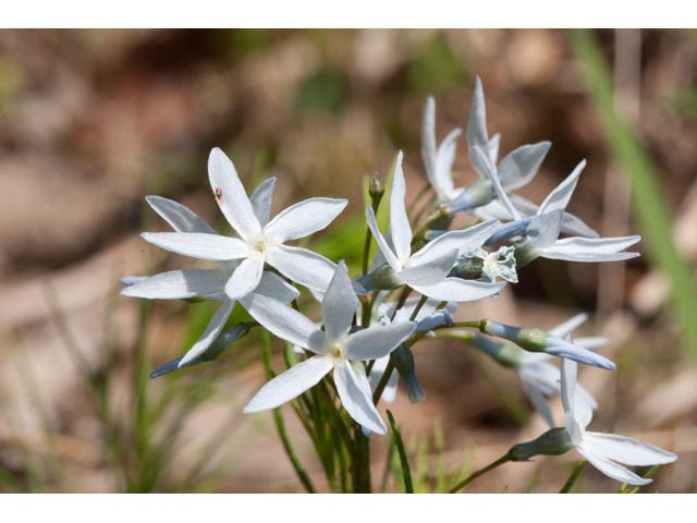 Amsonia ciliata var. tenuifolia (Fringed bluestar) #61449