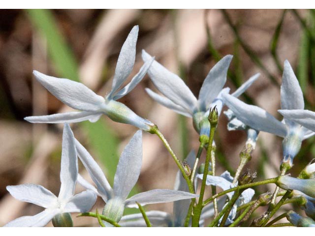 Amsonia ciliata var. tenuifolia (Fringed bluestar) #61450