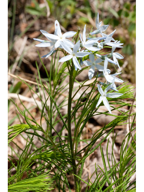 Amsonia ciliata var. tenuifolia (Fringed bluestar) #61452