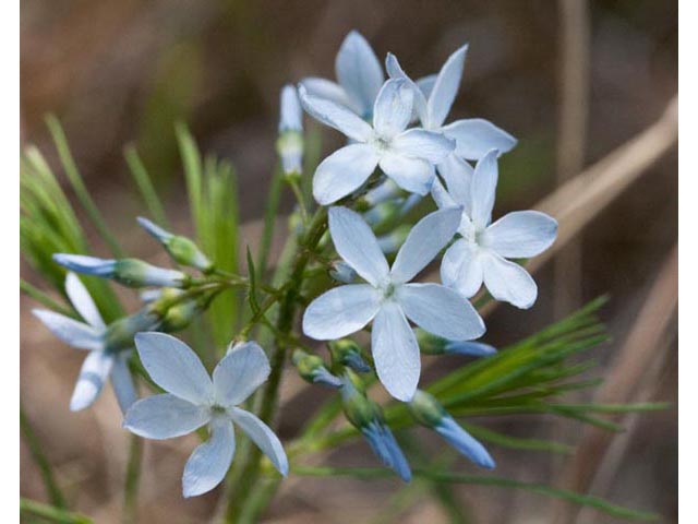 Amsonia ciliata var. tenuifolia (Fringed bluestar) #61457