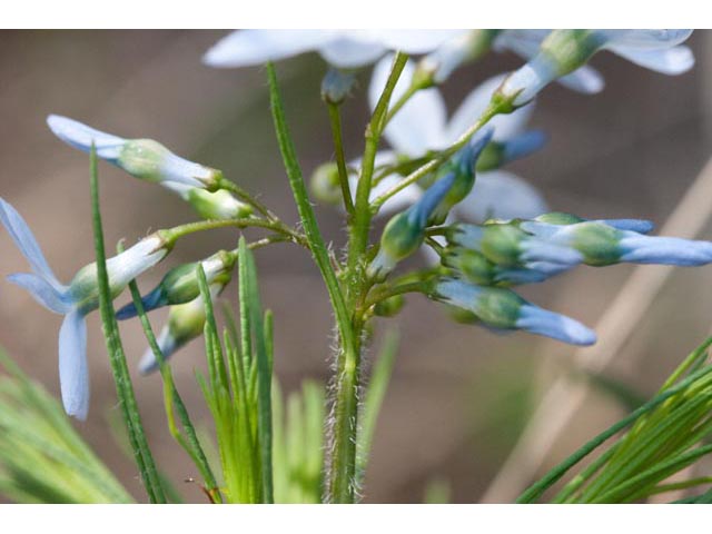 Amsonia ciliata var. tenuifolia (Fringed bluestar) #61461