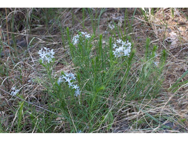 Amsonia ciliata var. tenuifolia (Fringed bluestar) #61462