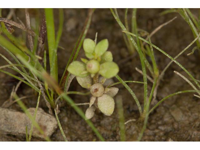 Anagallis minima (Chaffweed) #61464