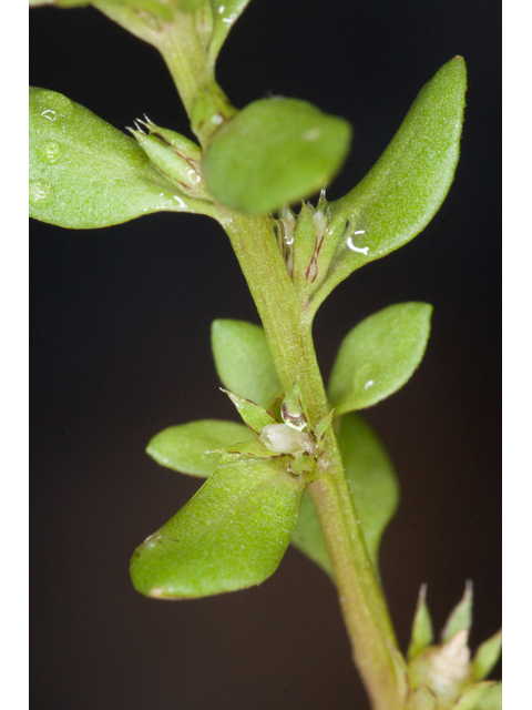 Anagallis minima (Chaffweed) #61481