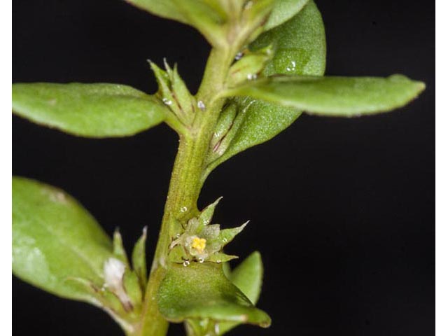 Anagallis minima (Chaffweed) #61483