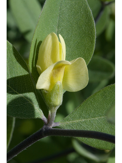 Baptisia nuttalliana (Nuttall's wild indigo) #61509