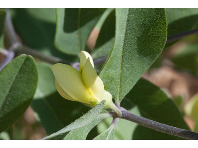 Baptisia nuttalliana (Nuttall's wild indigo) #61510