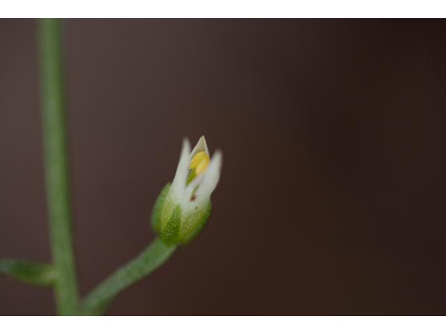 Bartonia paniculata (Twining screwstem) #61521