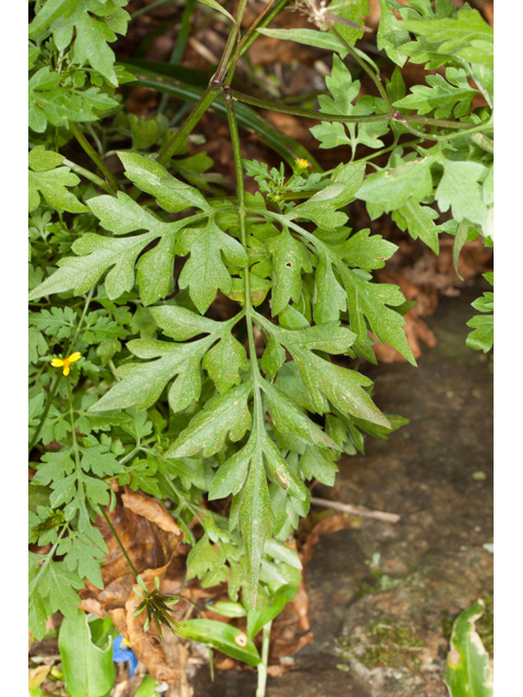 Bidens bipinnata (Spanish needles) #61560