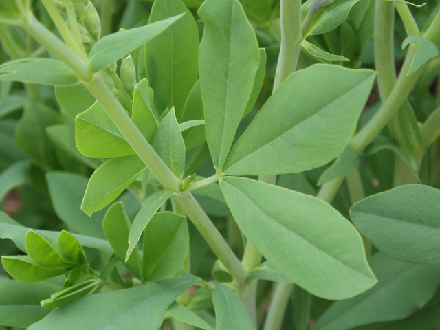 Baptisia australis (Blue wild indigo) #30101