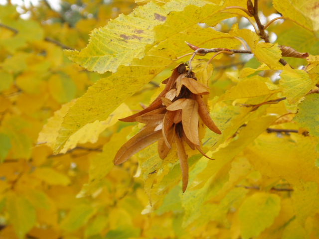 Carpinus caroliniana (American hornbeam) #30105