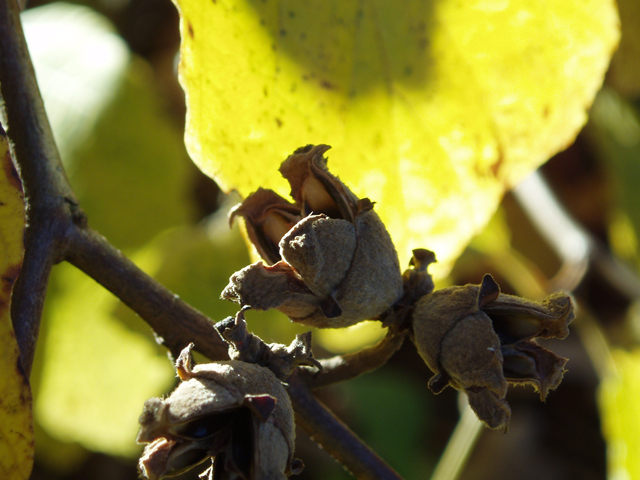 Hamamelis virginiana (Witch-hazel) #30160