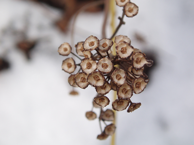 Ceanothus americanus (New jersey tea) #30247