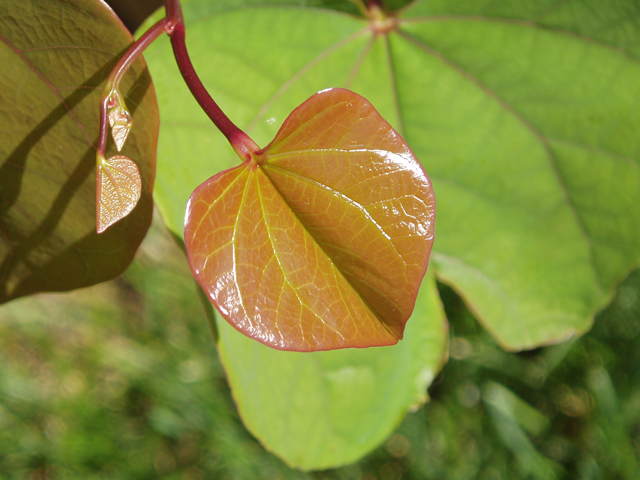 Cercis canadensis var. canadensis (Eastern redbud) #30254