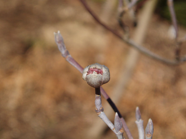 Cornus florida (Flowering dogwood) #30263