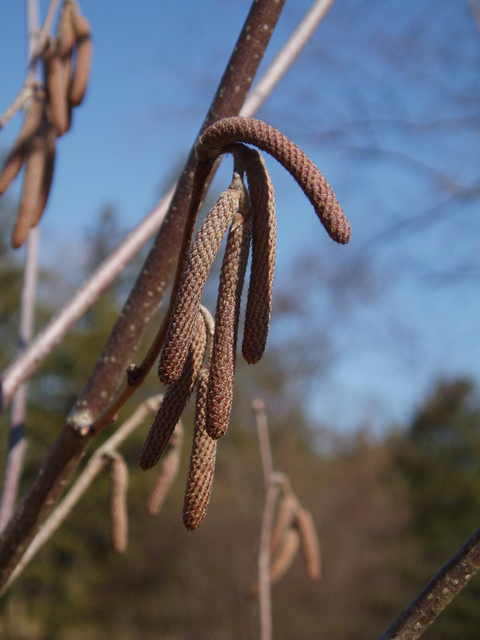 Corylus americana (American hazelnut) #30266