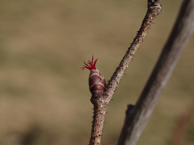 Corylus americana (American hazelnut) #30267