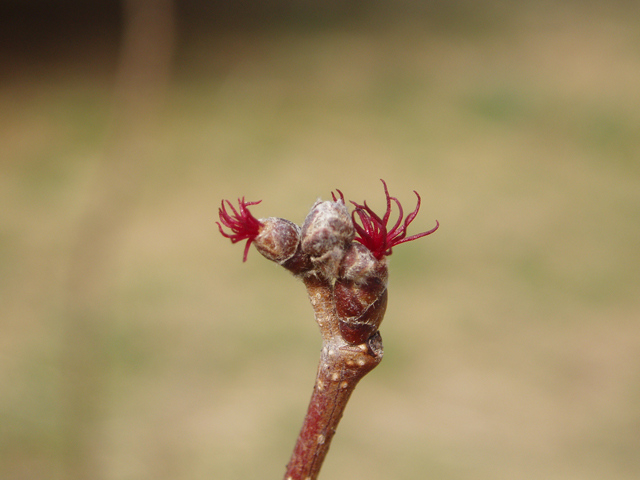 Corylus americana (American hazelnut) #30270