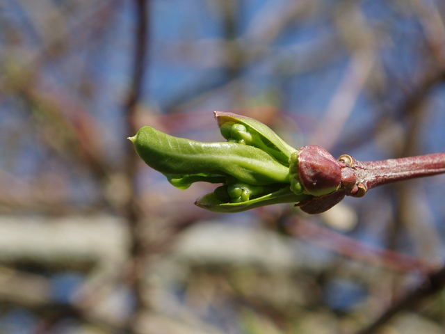 Euonymus atropurpureus (Burningbush) #30291