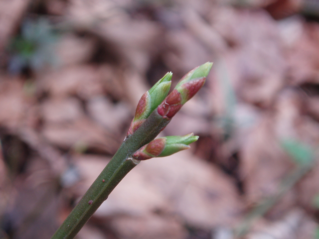 Euonymus obovatus (Running strawberry bush) #30292