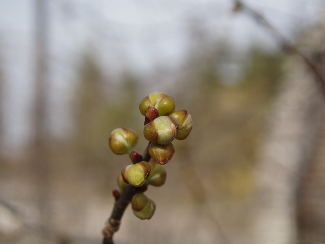 Lindera benzoin (Northern spicebush) #30321