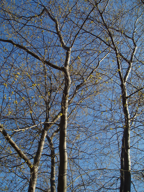 Lindera benzoin (Northern spicebush) #30325