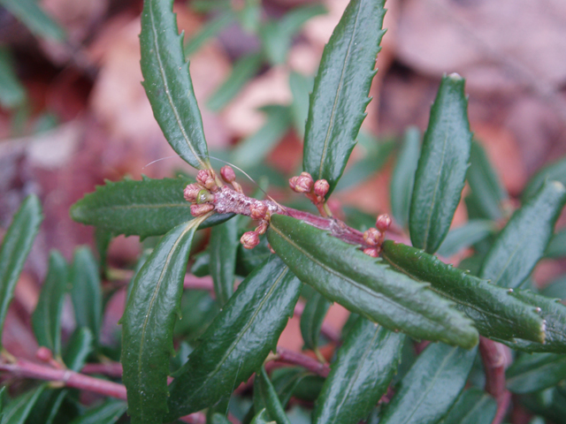 Paxistima canbyi (Canby's mountain-lover) #30352