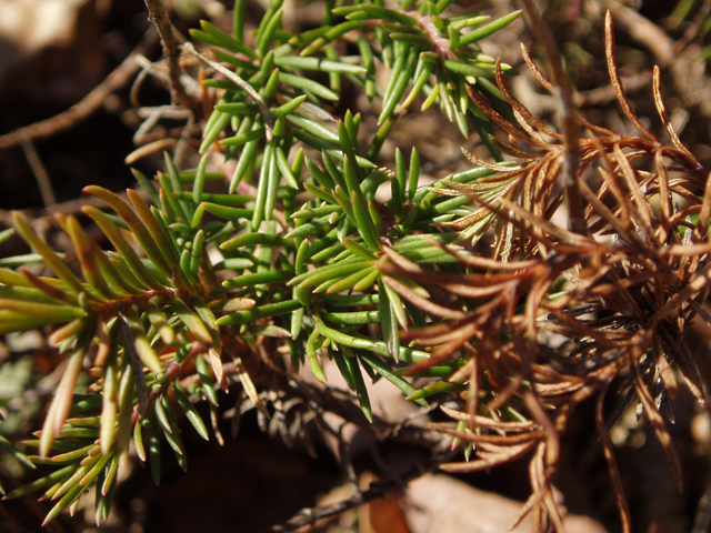 Penstemon pinifolius (Pine-needle penstemon) #30356