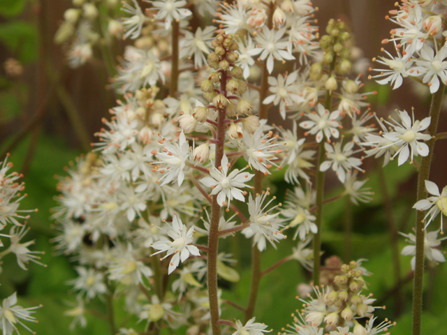 Tiarella cordifolia var. collina (Heartleaf foamflower) #30382