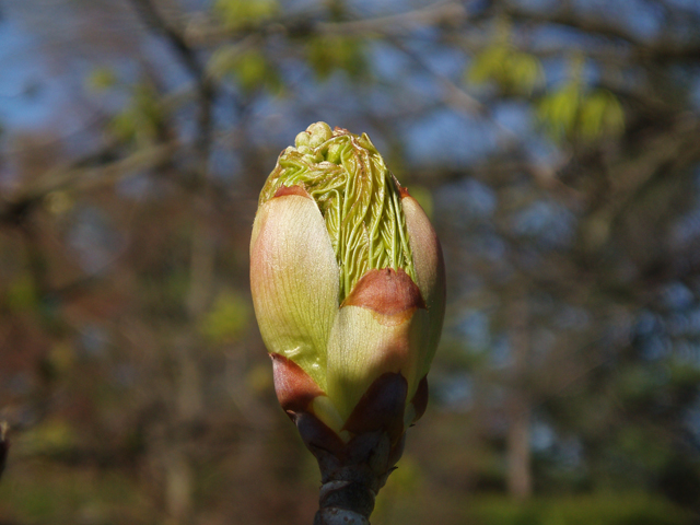 Aesculus glabra (Ohio buckeye) #32741