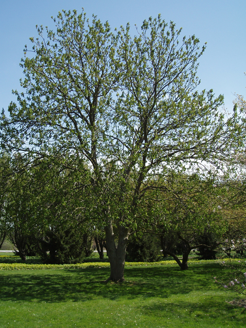 Aesculus glabra (Ohio buckeye) #32743