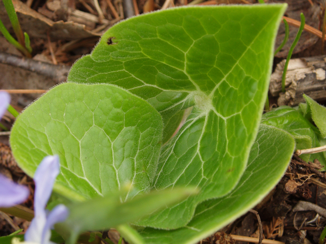 Asarum canadense (Canadian wild ginger) #32755