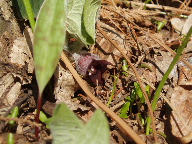 Asarum canadense (Canadian wild ginger) #32758