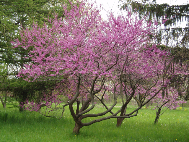 Cercis canadensis var. canadensis (Eastern redbud) #32799