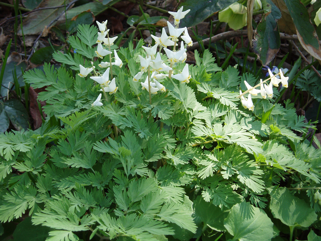 Dicentra cucullaria (Dutchman's breeches) #32829