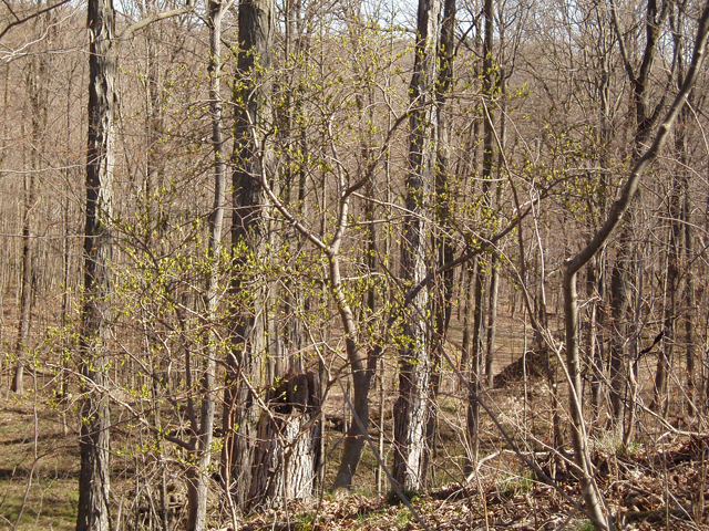 Dirca palustris (Eastern leatherwood) #32840