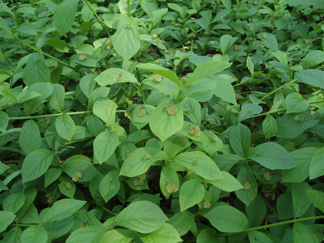 Euonymus obovatus (Running strawberry bush) #32849