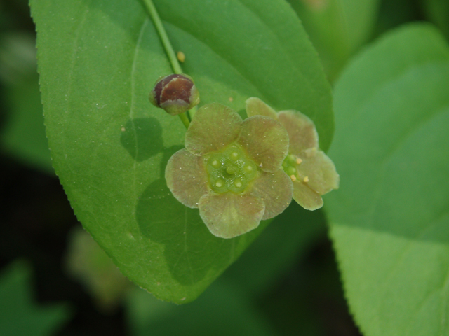 Euonymus obovatus (Running strawberry bush) #32850