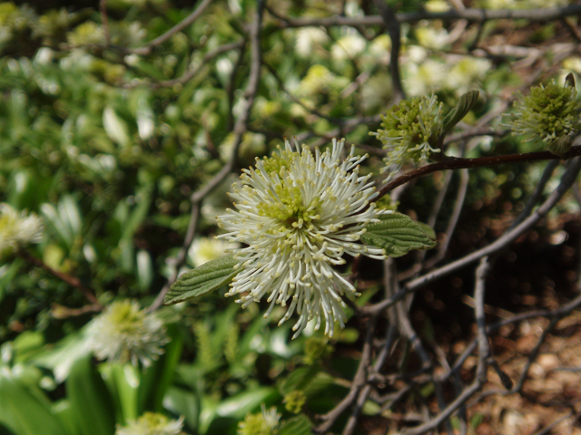 Fothergilla major (Mountain witchalder) #32857