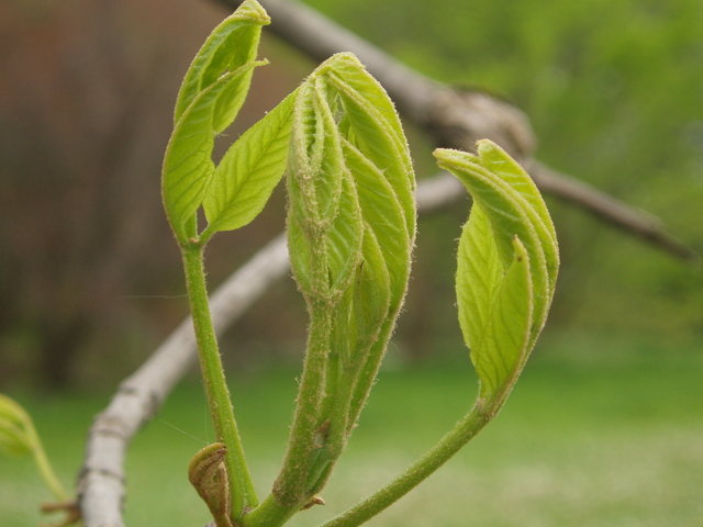 Fraxinus quadrangulata (Blue ash) #32860