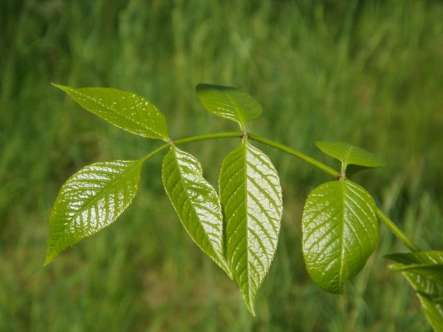 Fraxinus quadrangulata (Blue ash) #32861