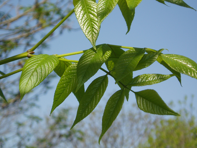 Fraxinus quadrangulata (Blue ash) #32862