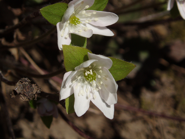 Hepatica nobilis var. acuta (Sharplobe hepatica) #32891