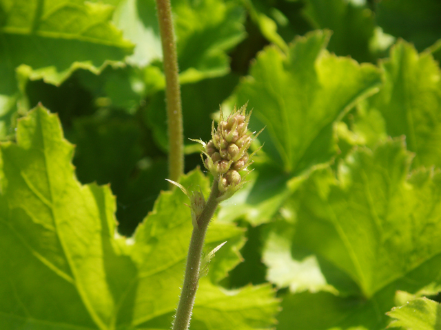 Heuchera americana (American alumroot) #32881