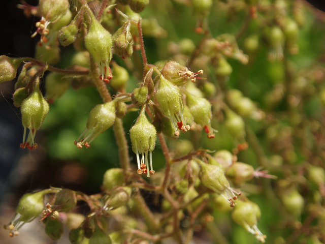 Heuchera americana (American alumroot) #32883