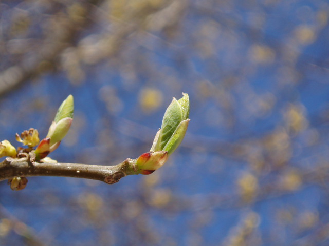 Lindera benzoin (Northern spicebush) #32913