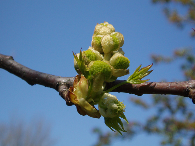 Liquidambar styraciflua (Sweetgum) #32921