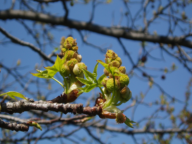 Liquidambar styraciflua (Sweetgum) #32924