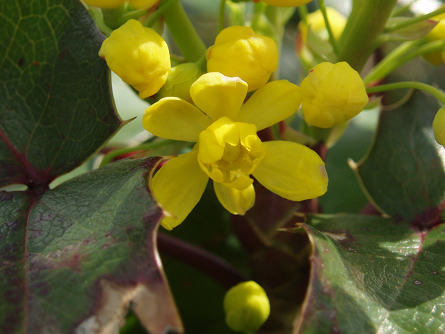 Mahonia aquifolium (Holly-leaved barberry) #32926