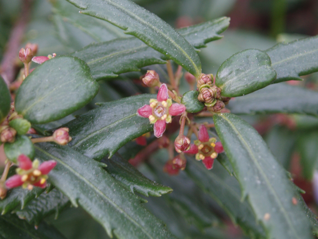 Paxistima canbyi (Canby's mountain-lover) #32954